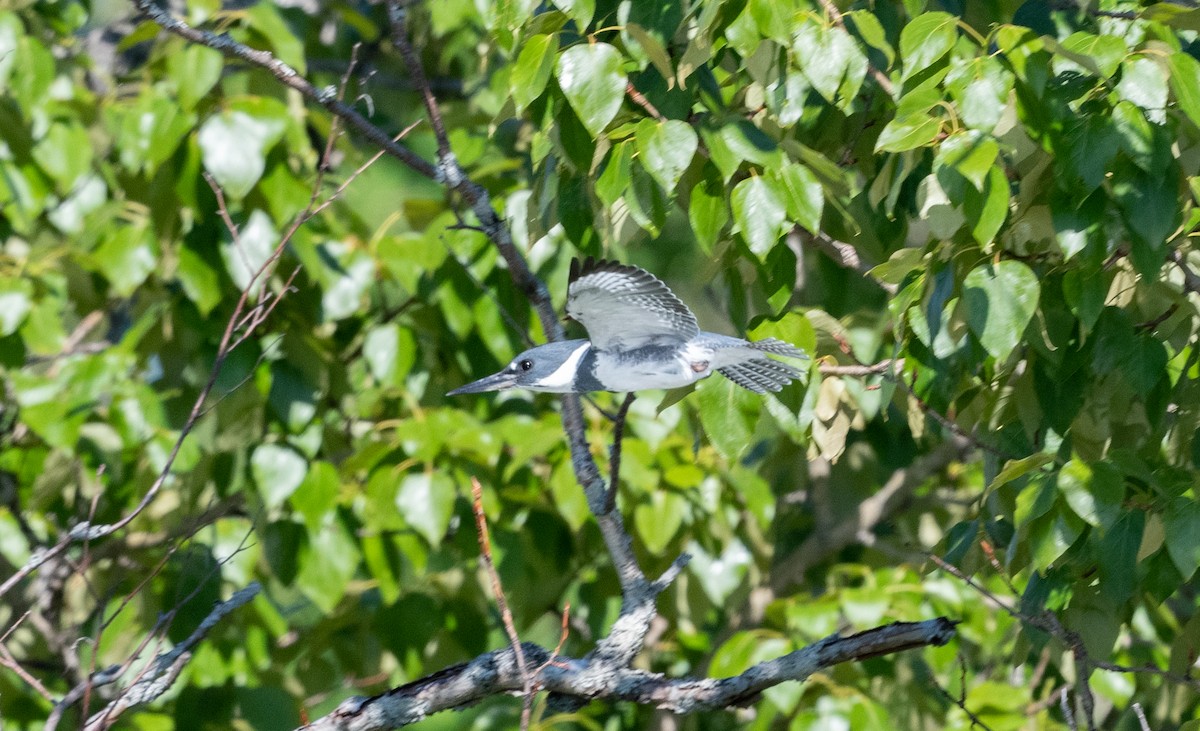 Belted Kingfisher - ML621059643