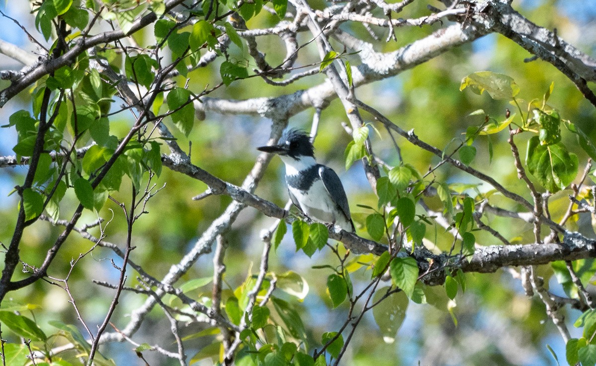 Belted Kingfisher - ML621059644