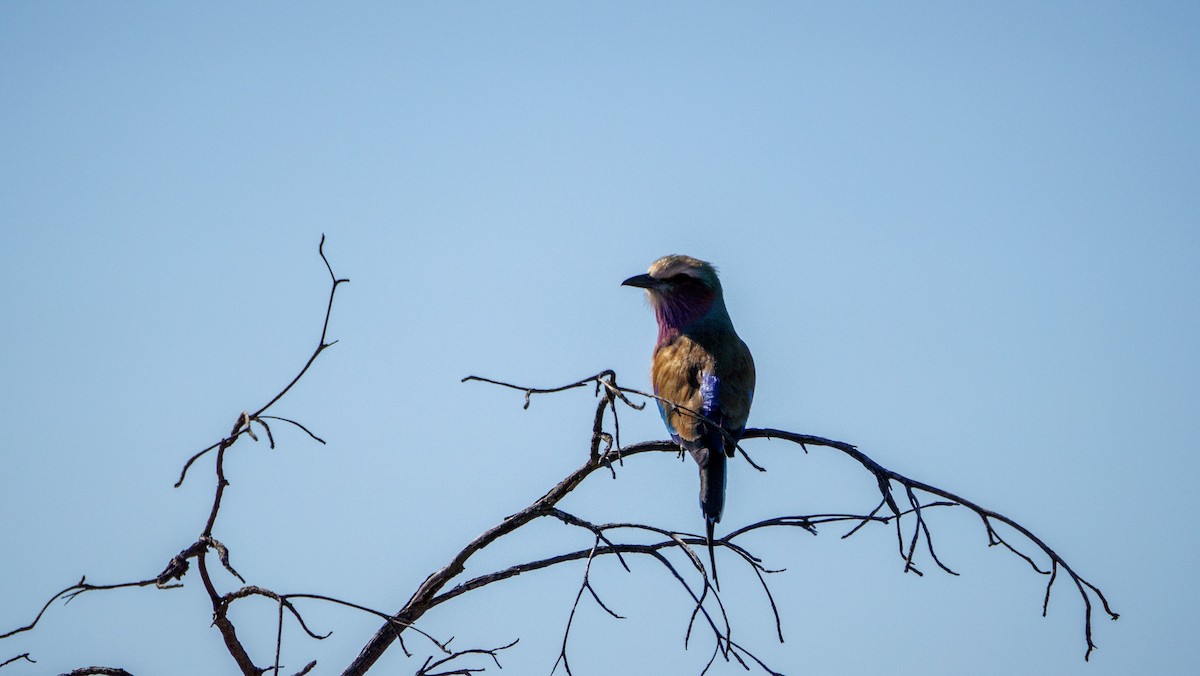 Lilac-breasted Roller - ML621059646