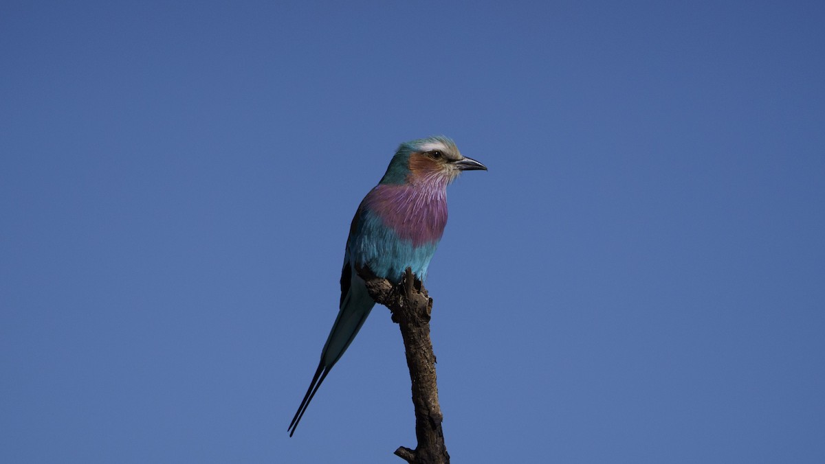 Lilac-breasted Roller - ML621059647