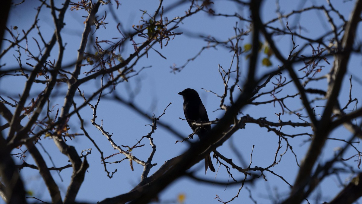 Fork-tailed Drongo - ML621059657