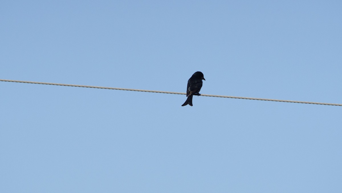 Fork-tailed Drongo - ML621059658
