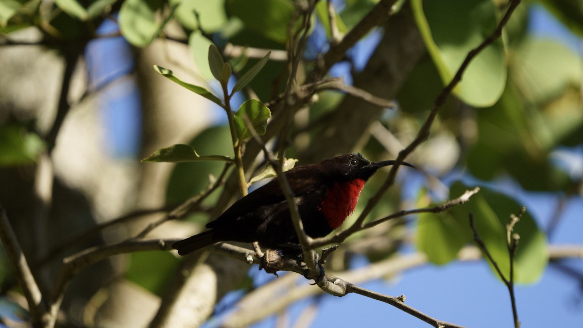 Scarlet-chested Sunbird - ML621059676