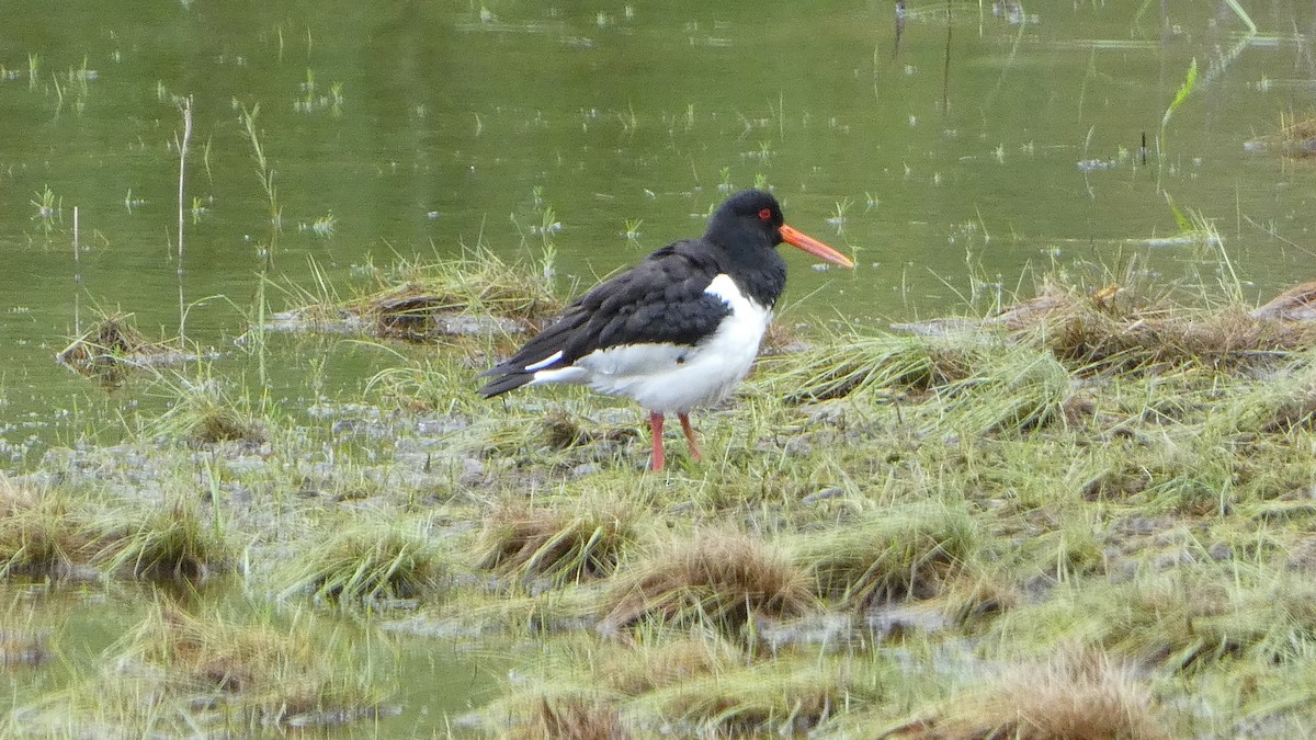 Eurasian Oystercatcher - ML621059683