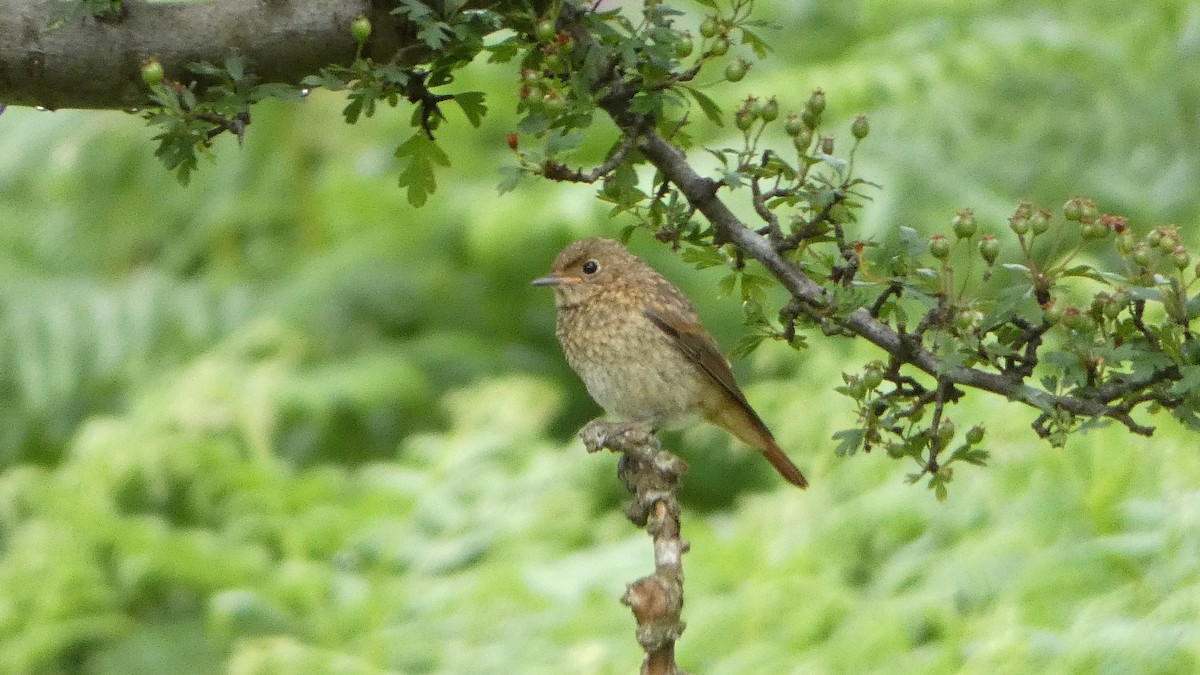 Common Redstart - ML621059686