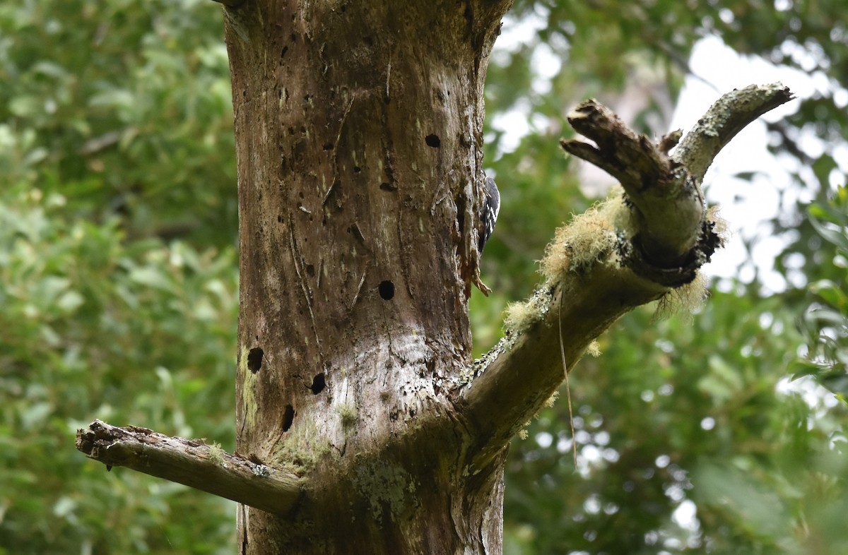 Great Spotted Woodpecker - ML621059687