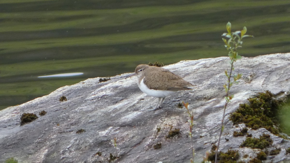 Common Sandpiper - ML621059701