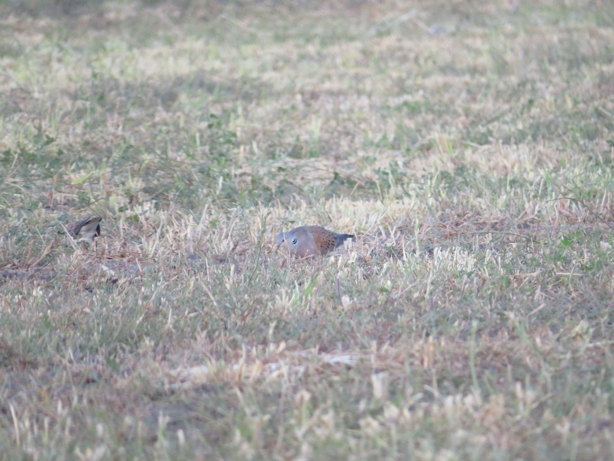 European Turtle-Dove - ML621059714