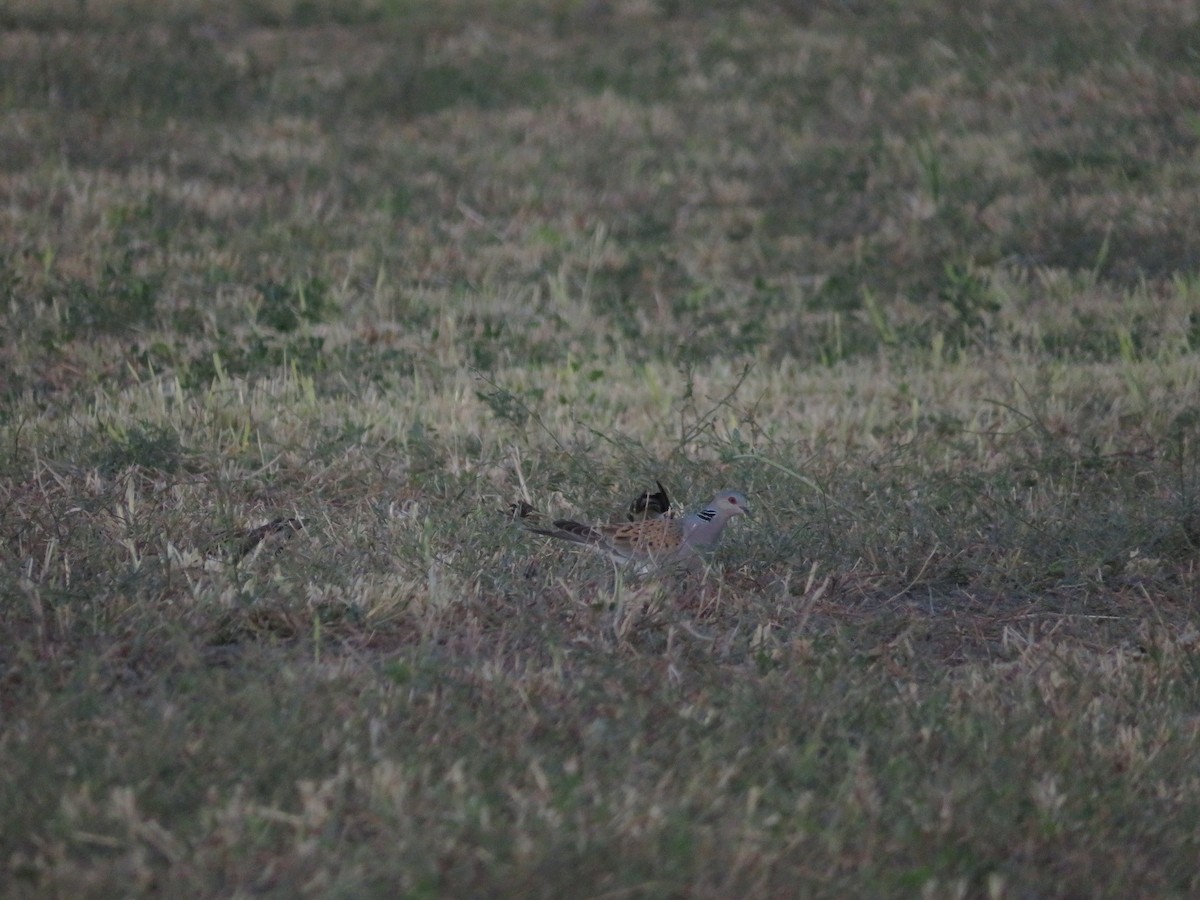 European Turtle-Dove - ML621059715