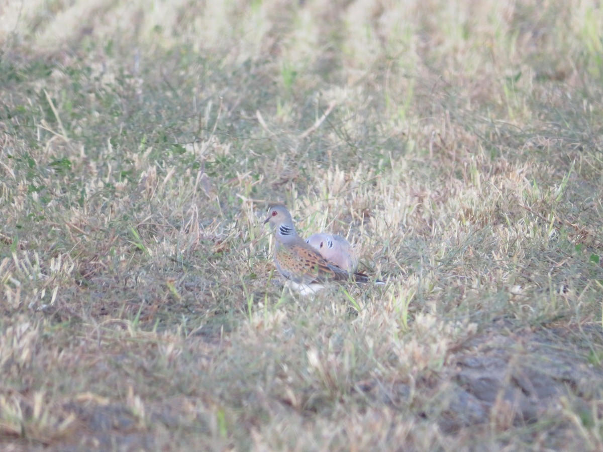 European Turtle-Dove - ML621059716