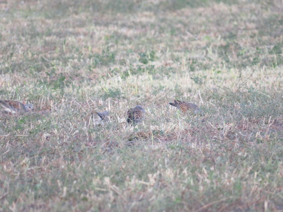 European Turtle-Dove - ML621059717