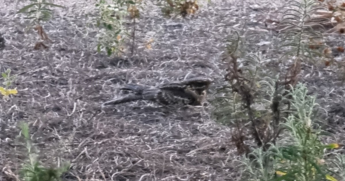 Red-necked Nightjar - ML621059728