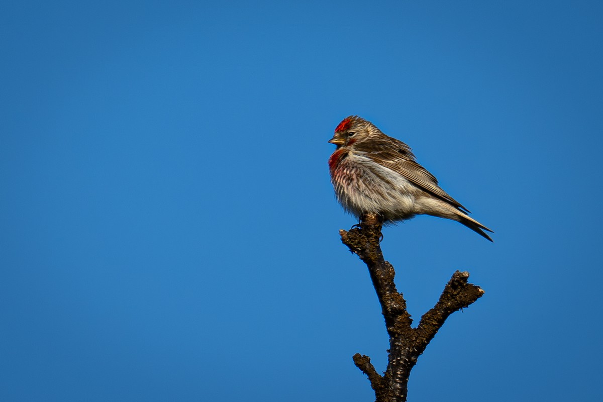 Common Redpoll - Uriel Levy