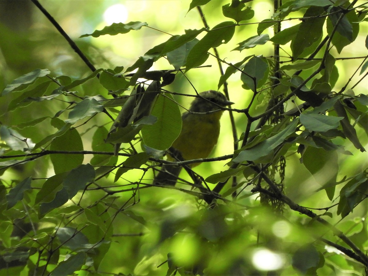 Golden-crowned Warbler - ML621059752