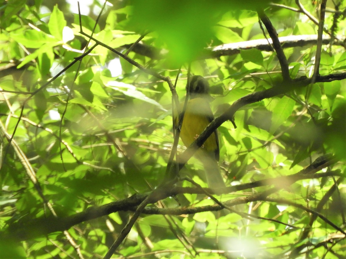 Golden-crowned Warbler - ML621059755