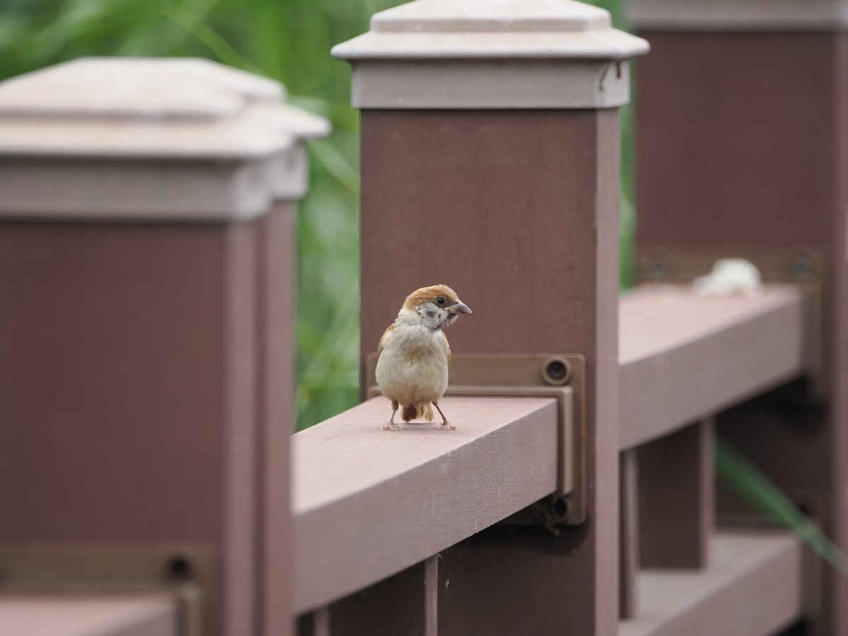 Eurasian Tree Sparrow - ML621059758