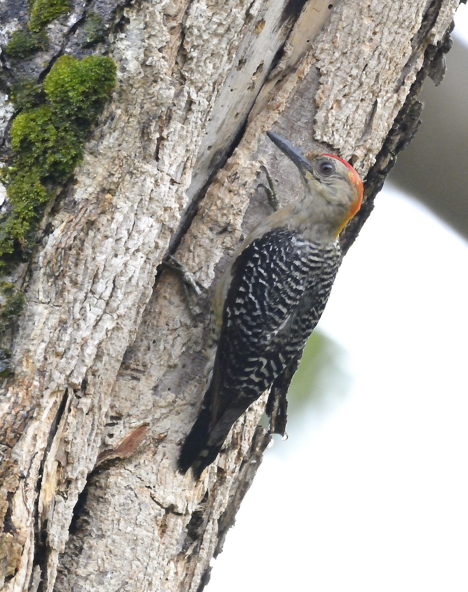 Hoffmann's Woodpecker - ML621059776
