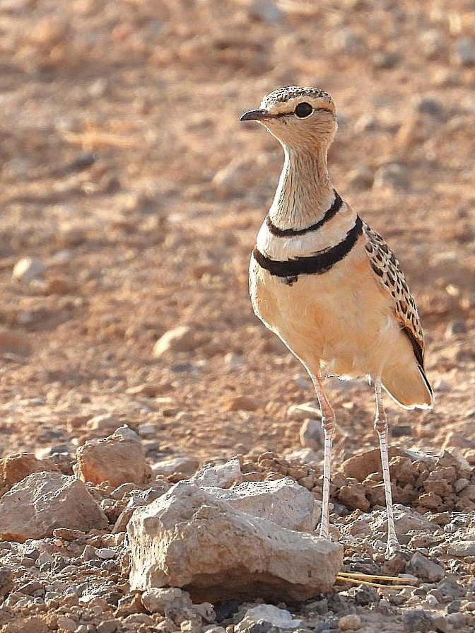 Double-banded Courser - ML621059788