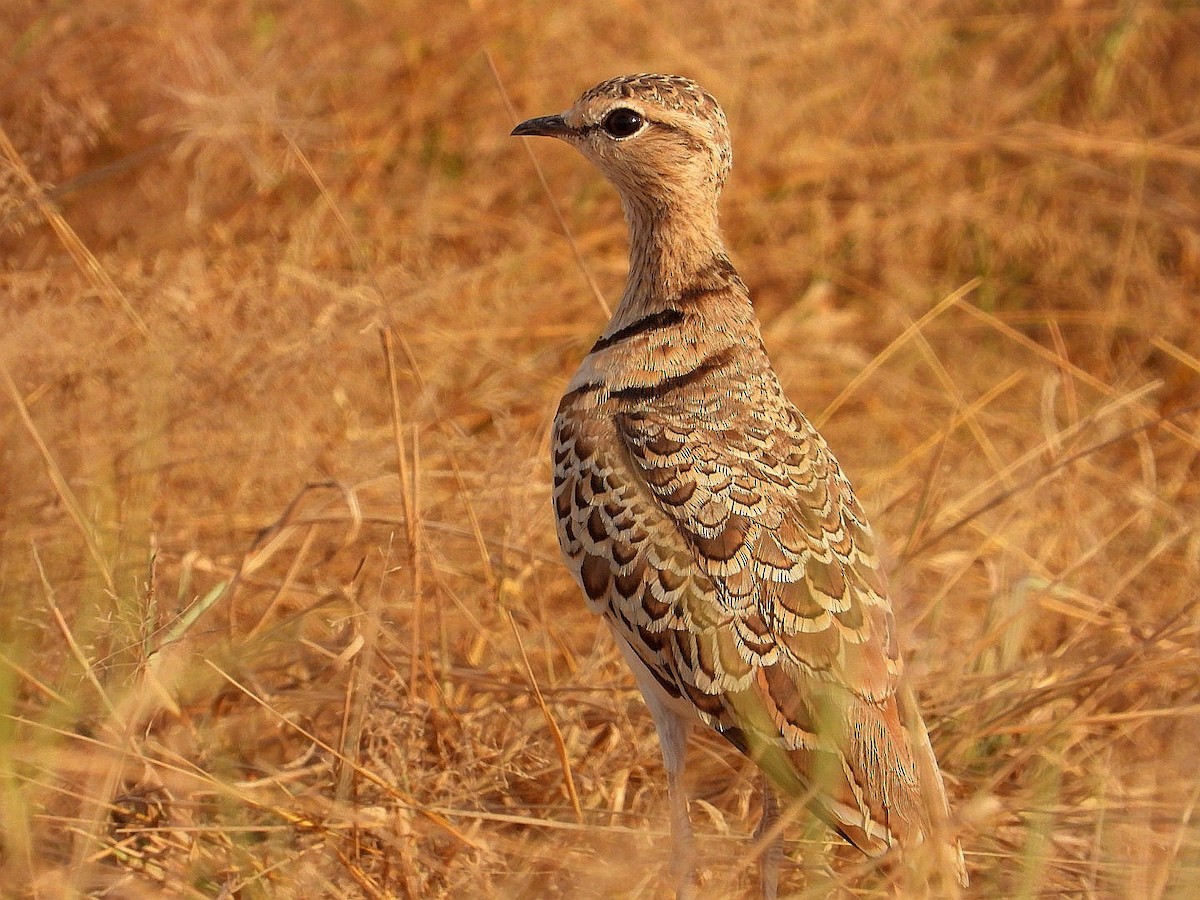 Double-banded Courser - ML621059789