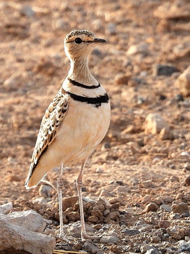 Double-banded Courser - ML621059790