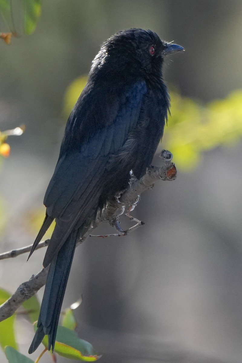 Fork-tailed Drongo - ML621059792