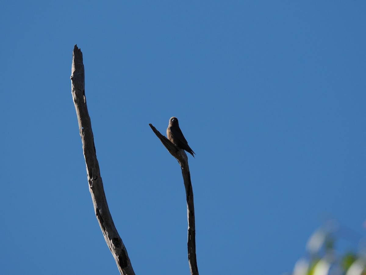 Black-faced Woodswallow - ML621059793