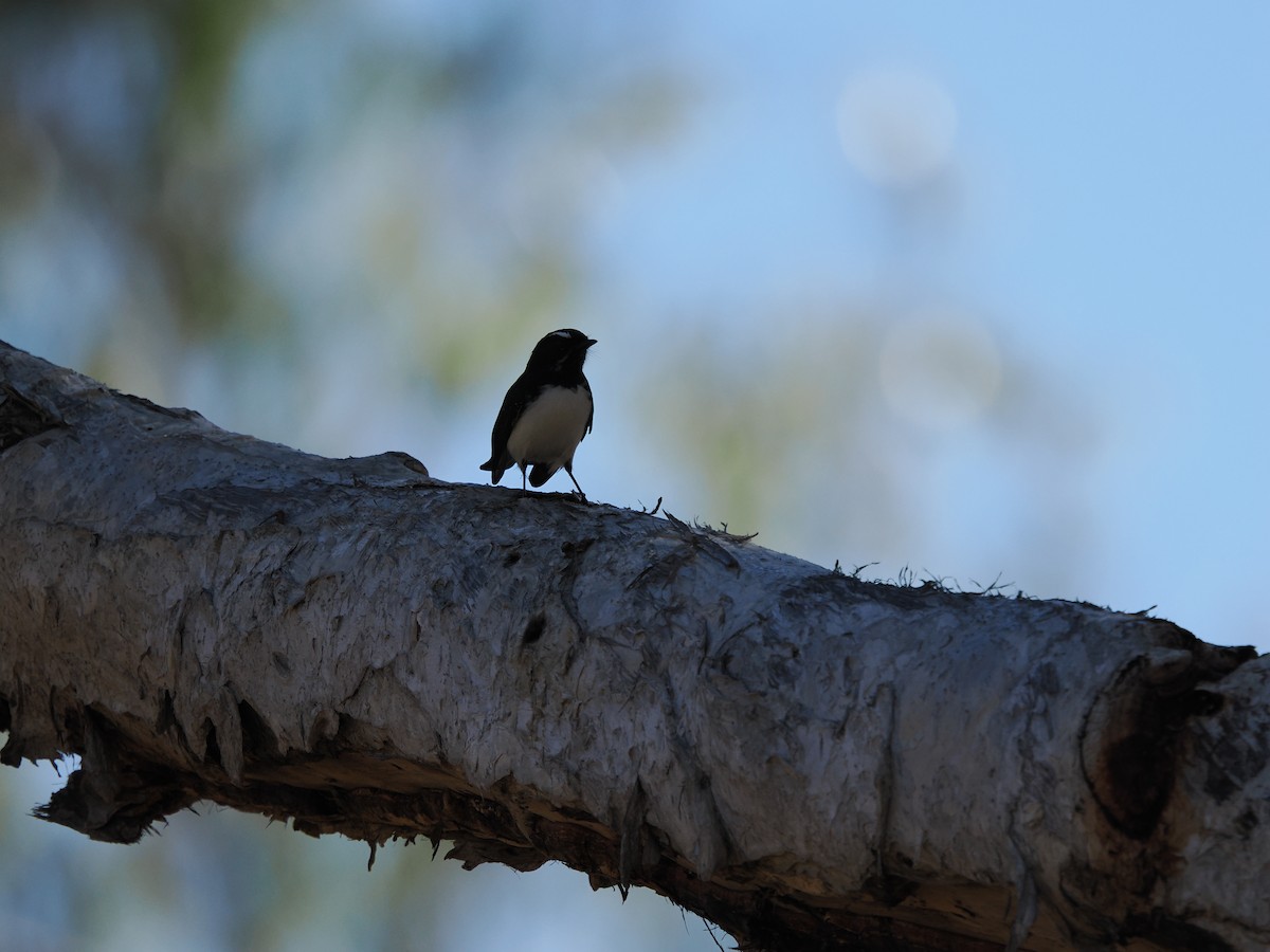 Willie-wagtail - ML621059811