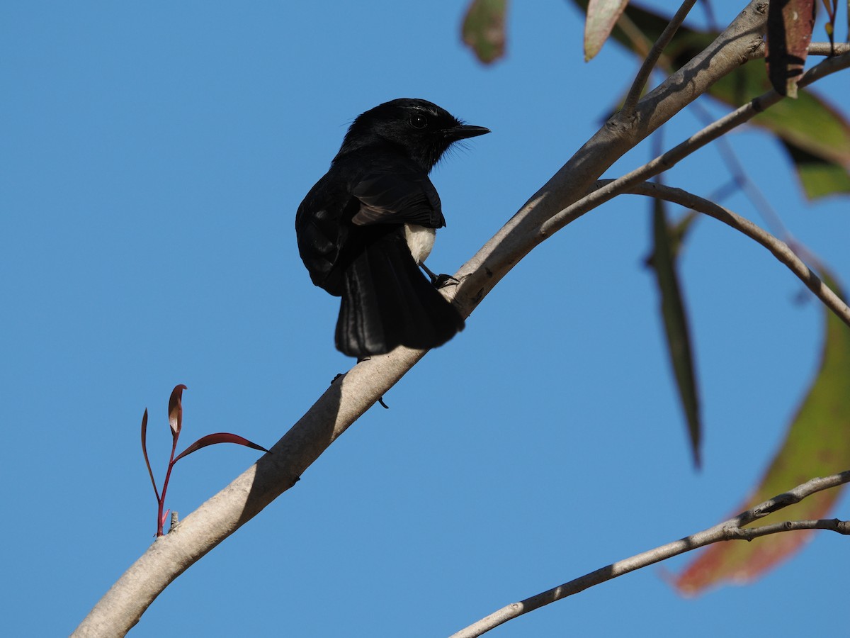 Willie-wagtail - ML621059812