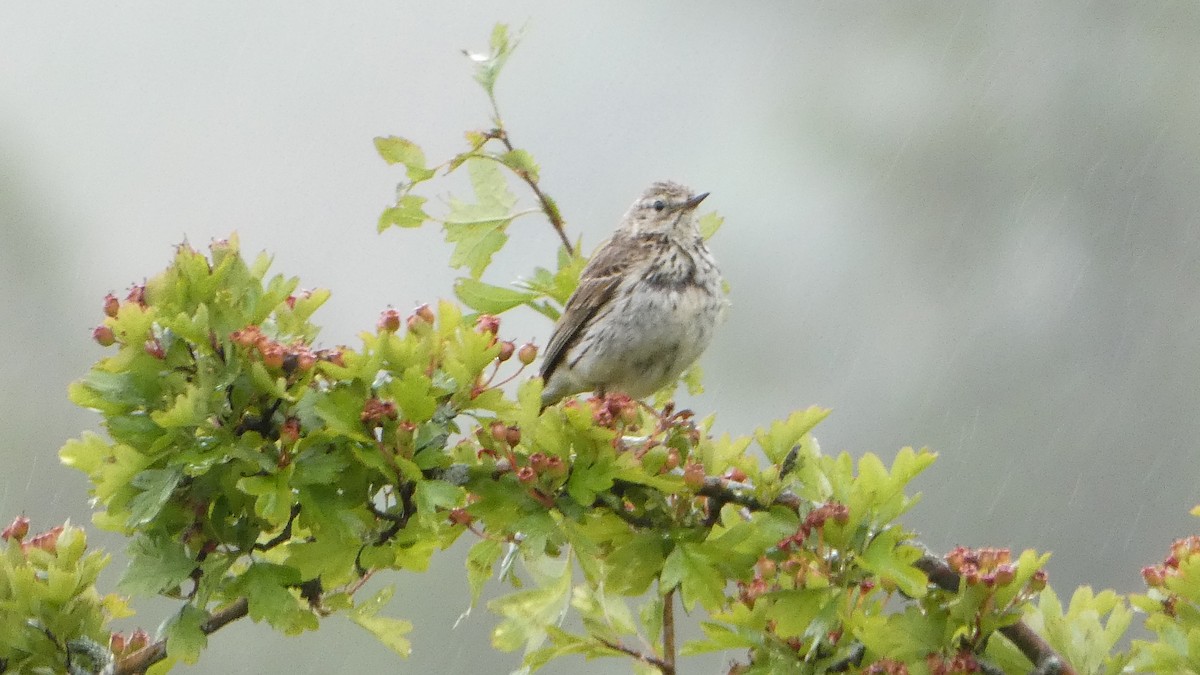 Meadow Pipit - ML621059846