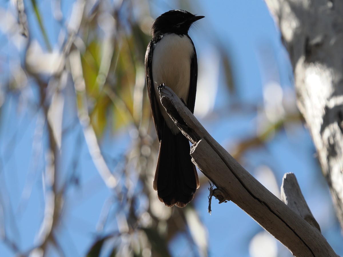 Willie-wagtail - ML621059910