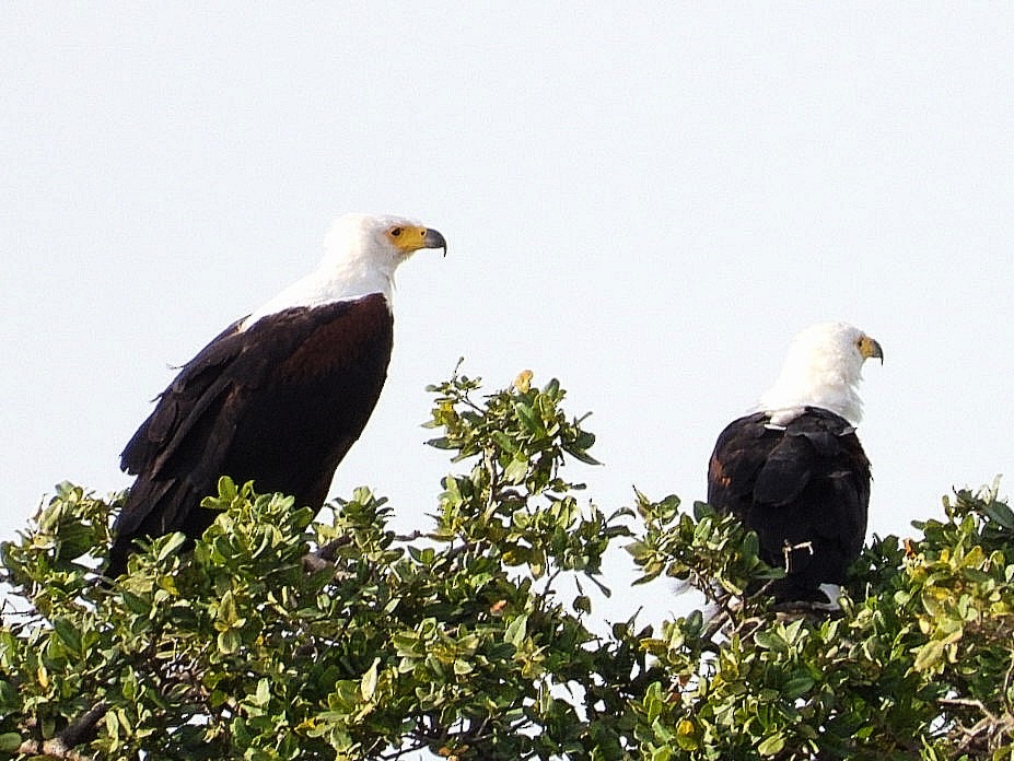 African Fish-Eagle - ML621059923