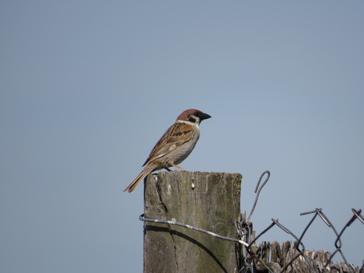 Eurasian Tree Sparrow - ML621059954