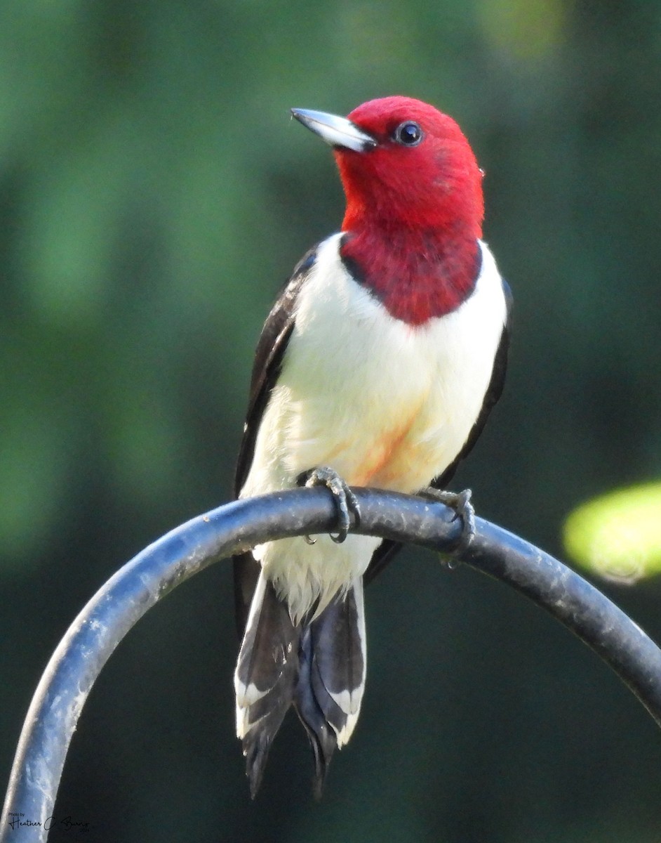 Red-headed Woodpecker - ML621059957