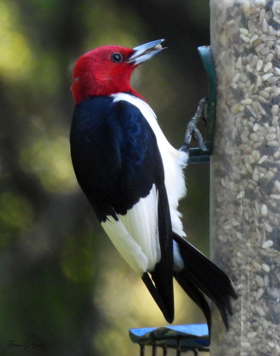 Red-headed Woodpecker - ML621059958
