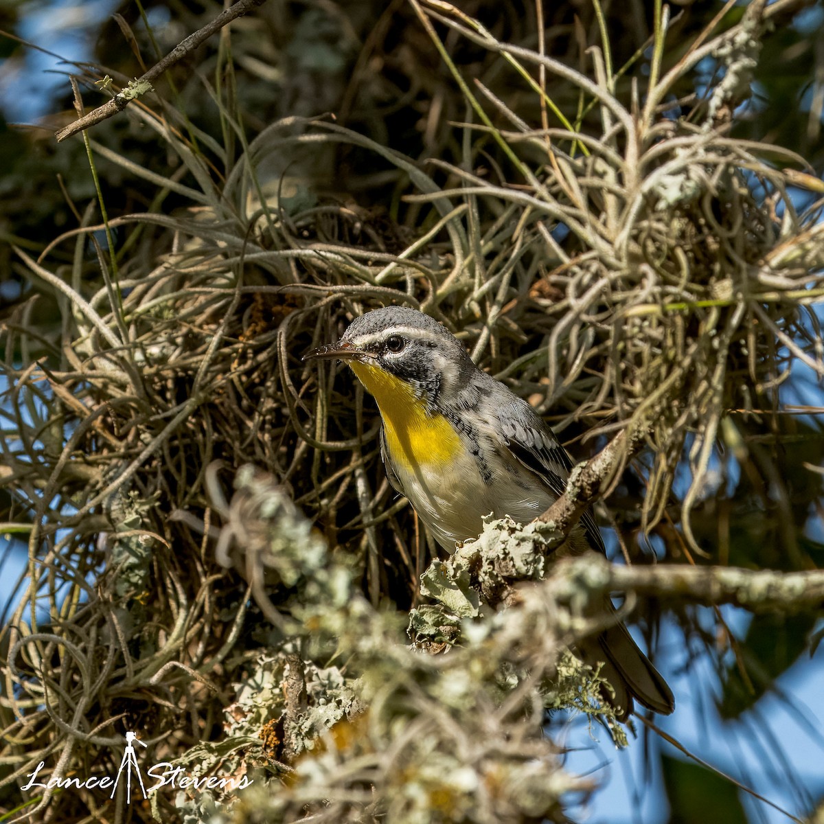 Yellow-throated Warbler - Lance Stevens
