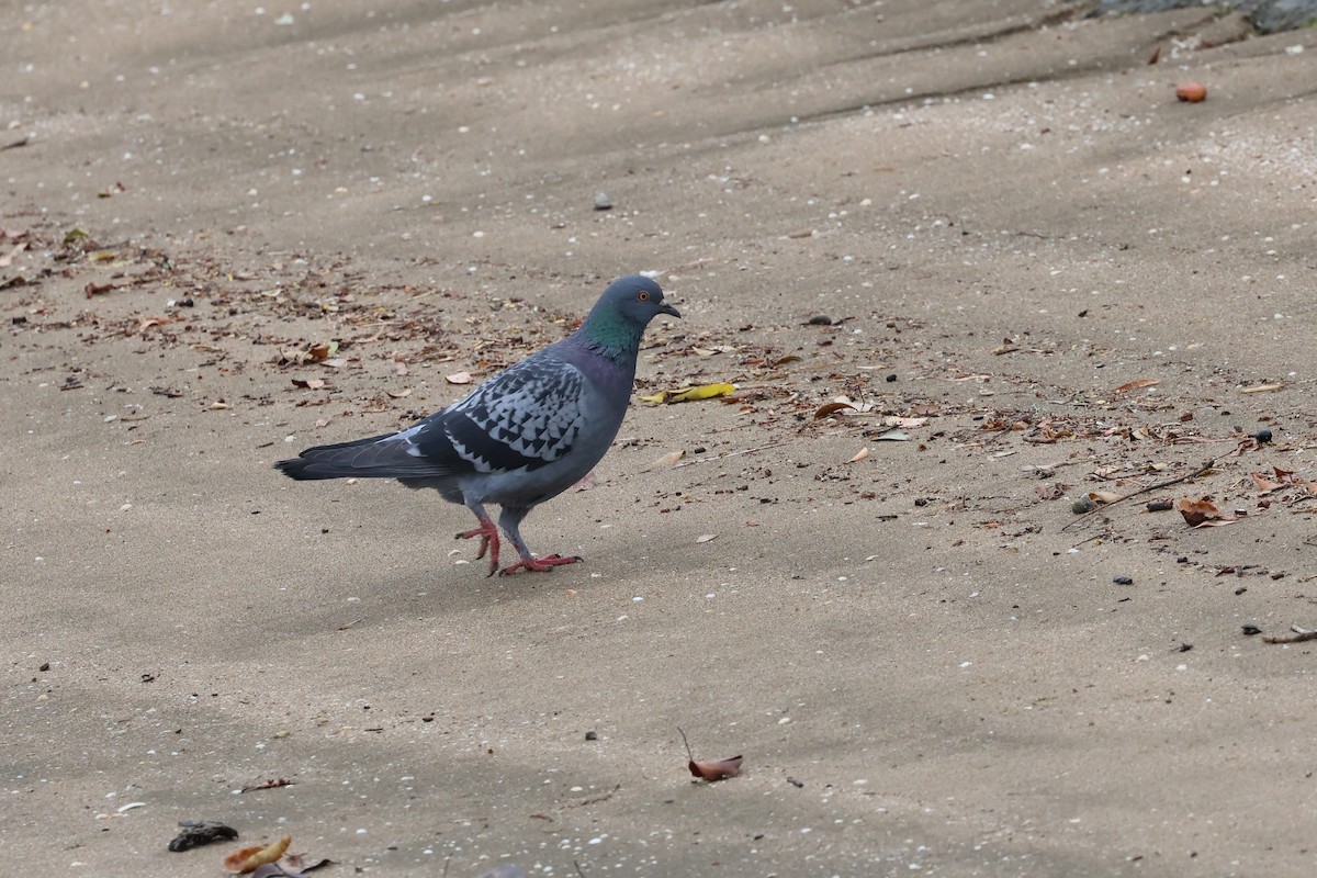 Rock Pigeon (Feral Pigeon) - ML621059975