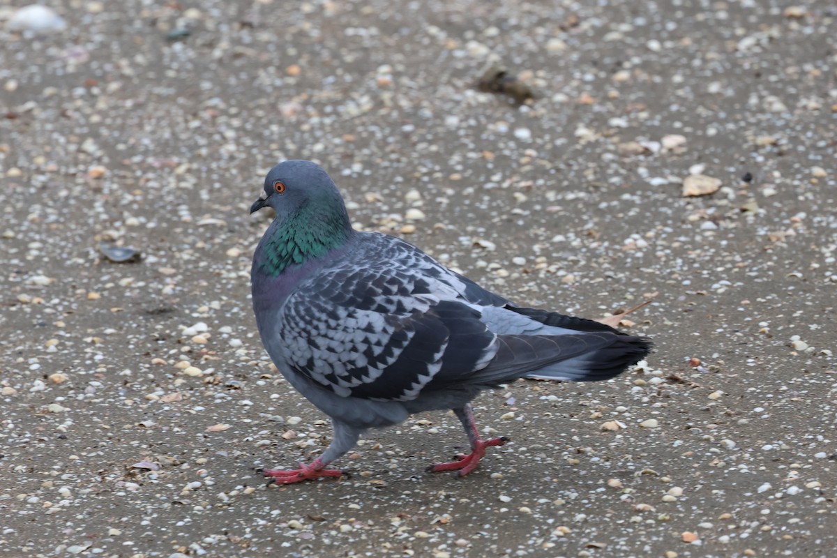 Rock Pigeon (Feral Pigeon) - ML621059976