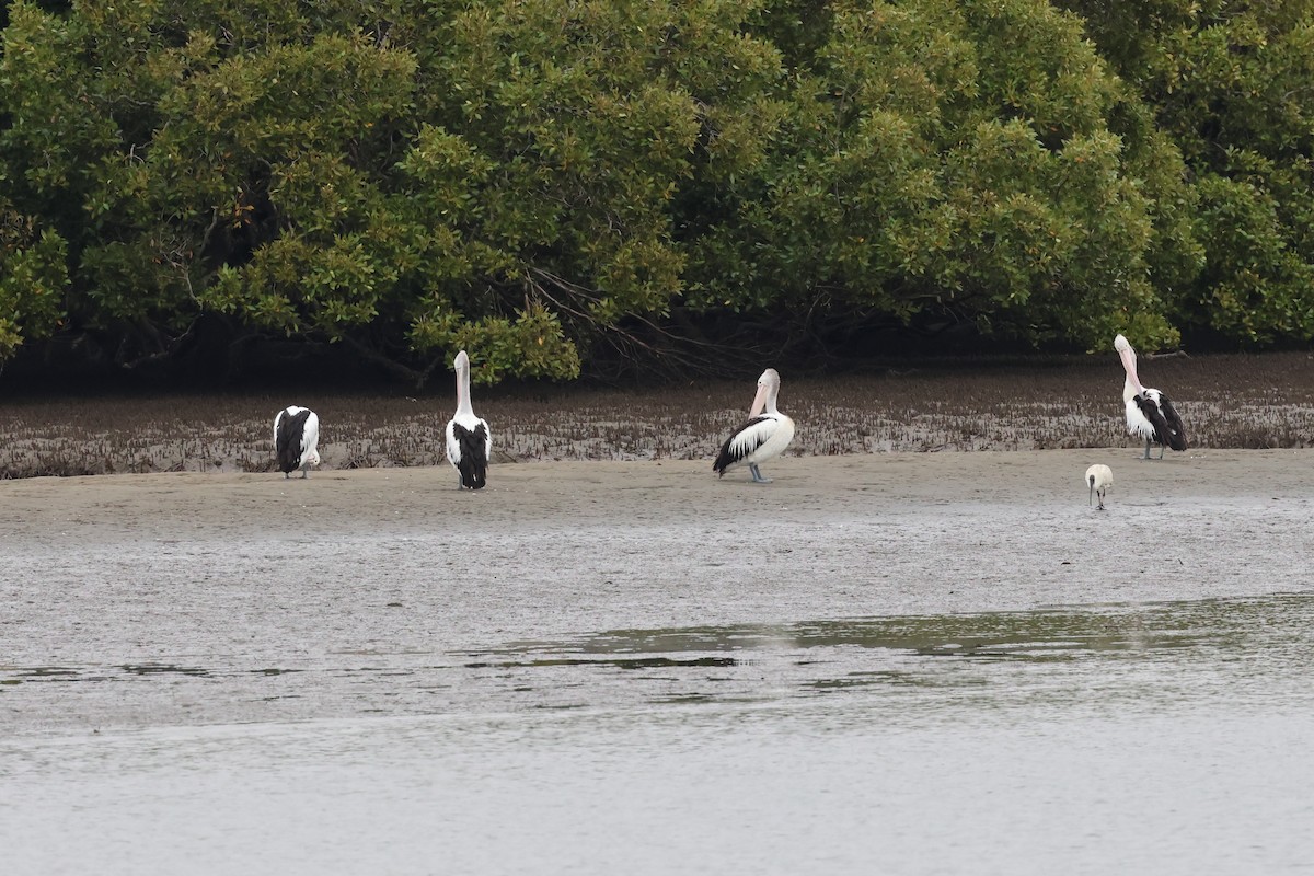 pelikán australský - ML621059989