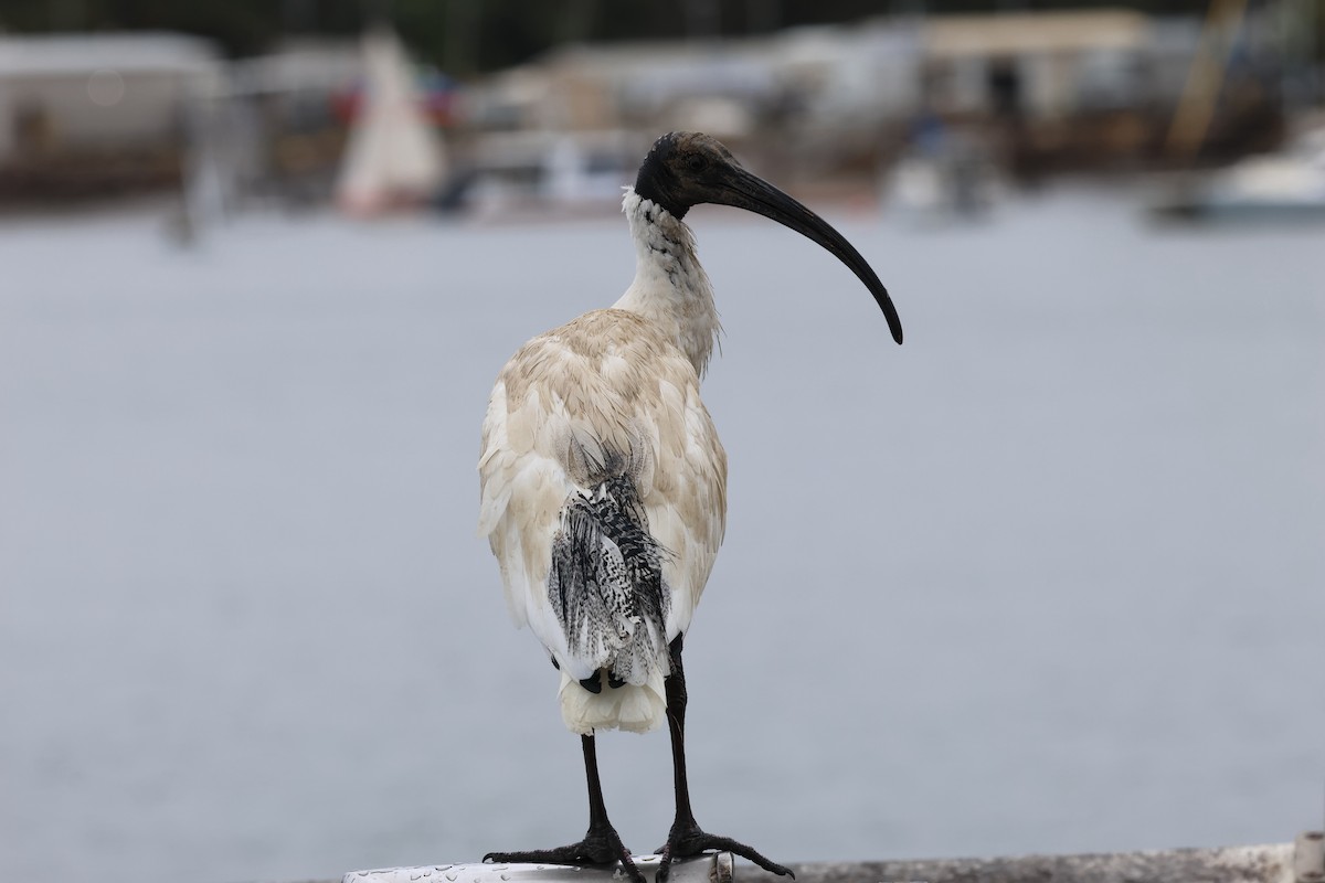 ibis australský - ML621059996