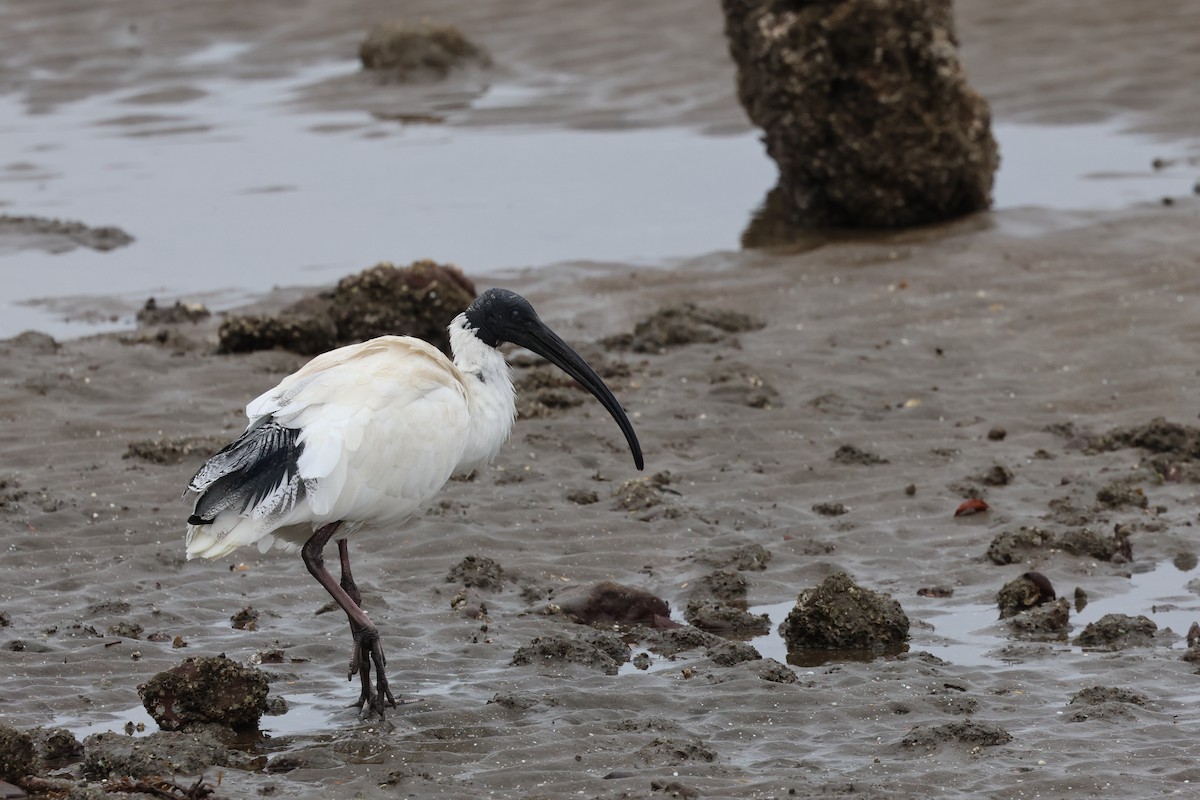 ibis australský - ML621059998