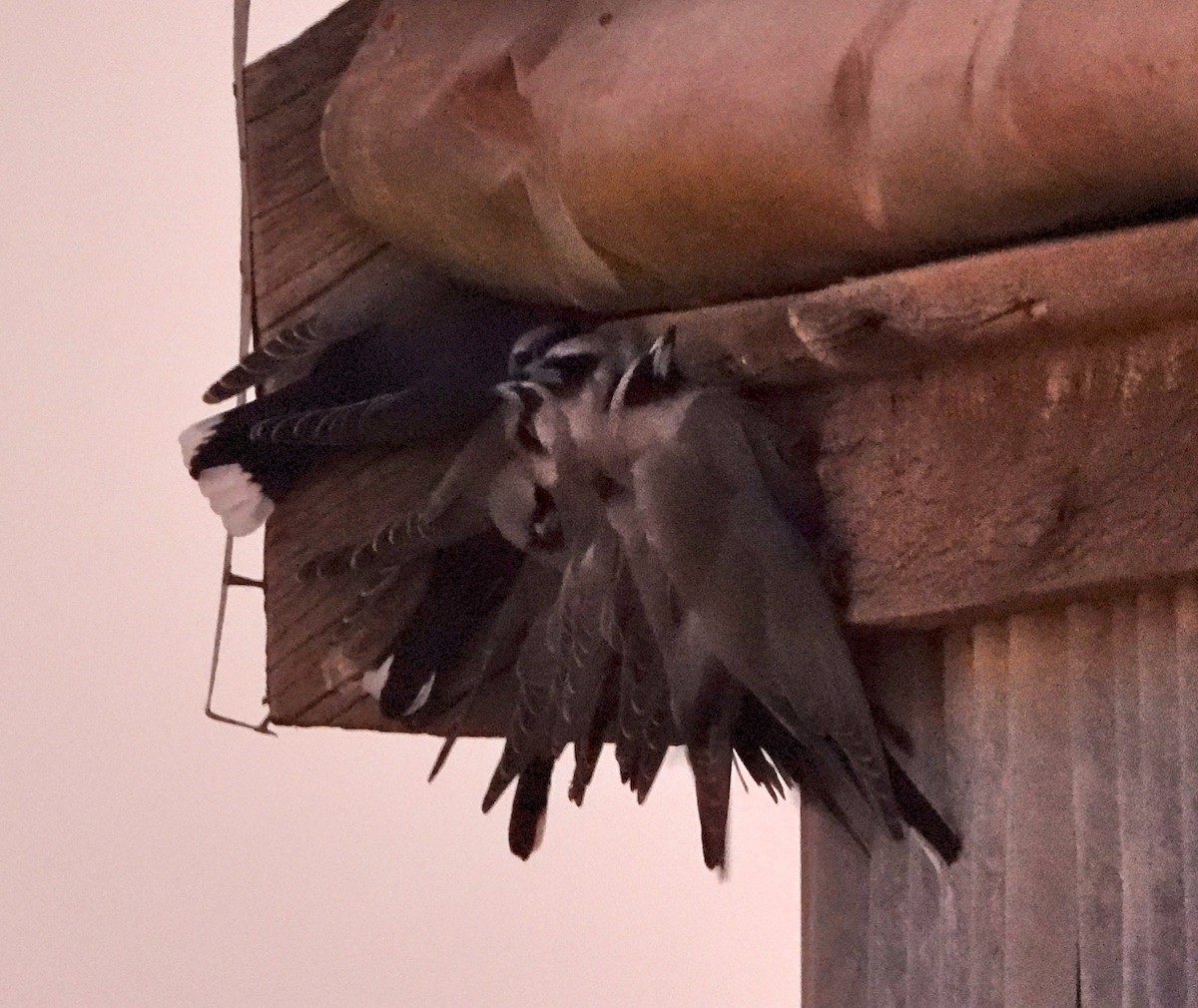 Black-faced Woodswallow - ML621060001