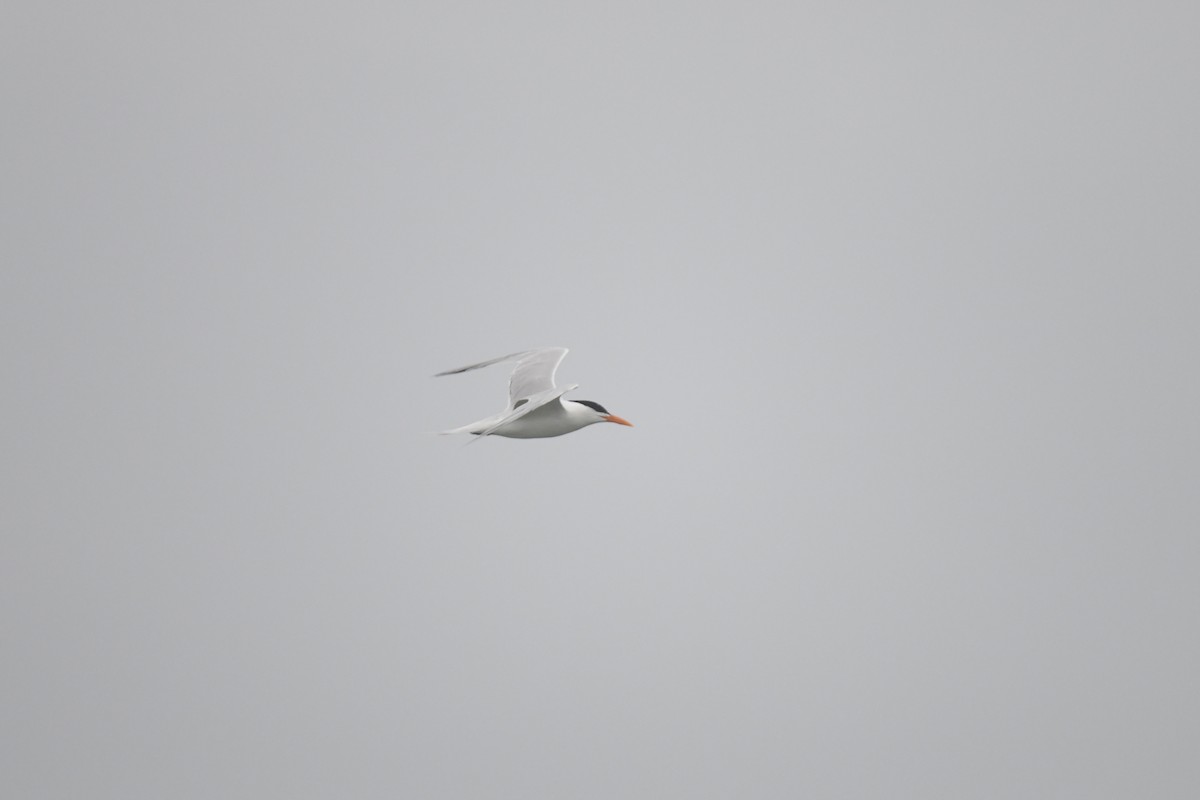 Royal Tern - ML621060002