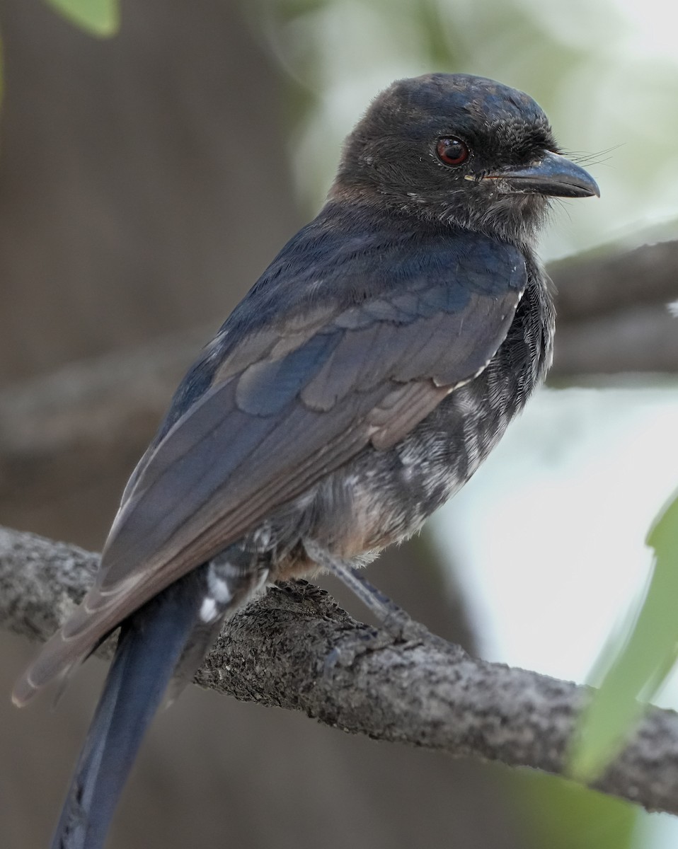 Fork-tailed Drongo - ML621060047