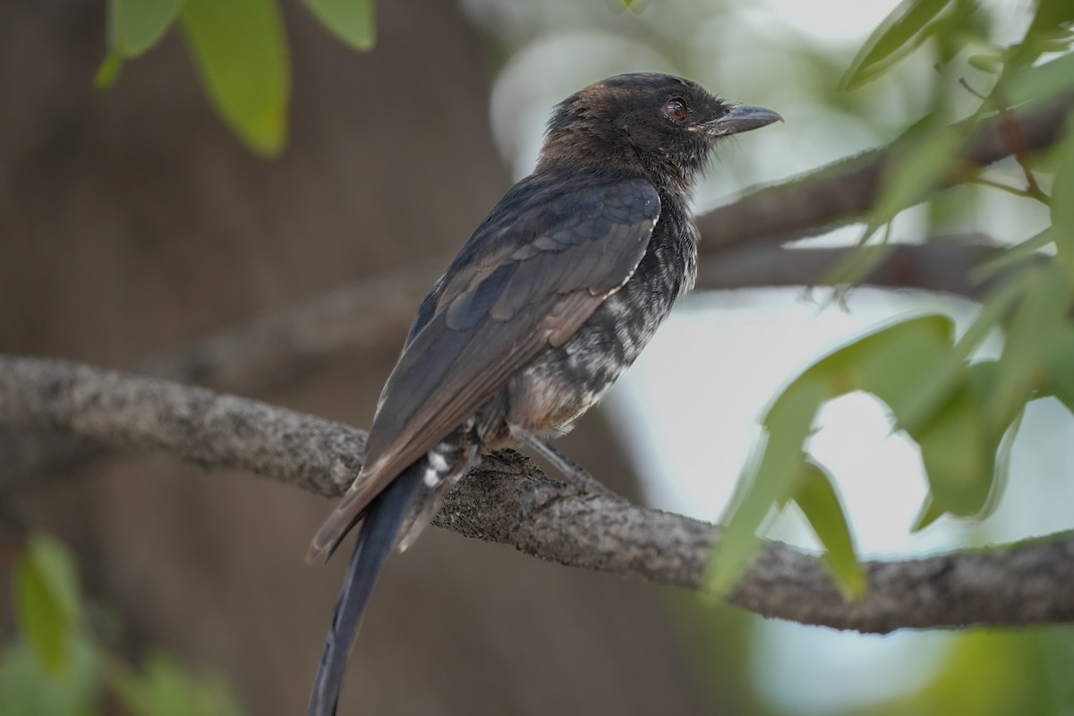 Fork-tailed Drongo - ML621060048