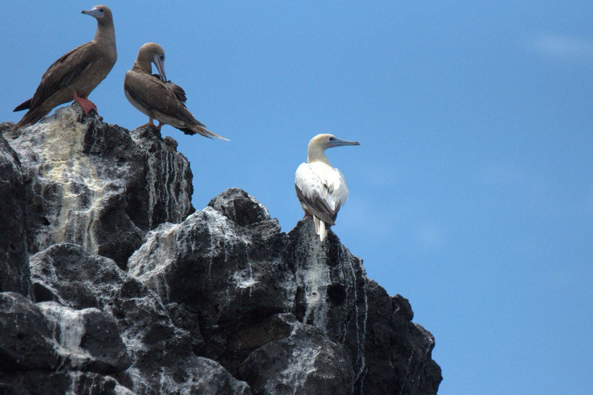 Red-footed Booby - ML621060051