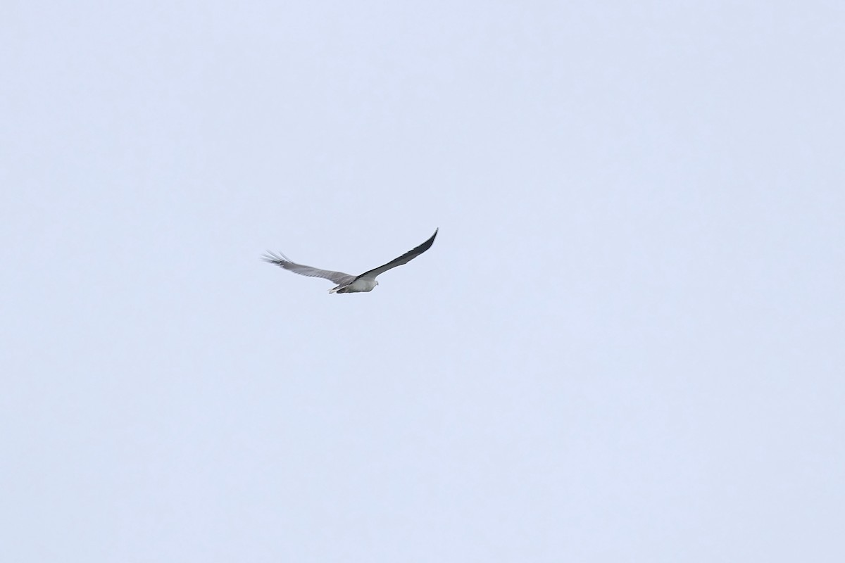 Белобрюхий орлан - ML621060059