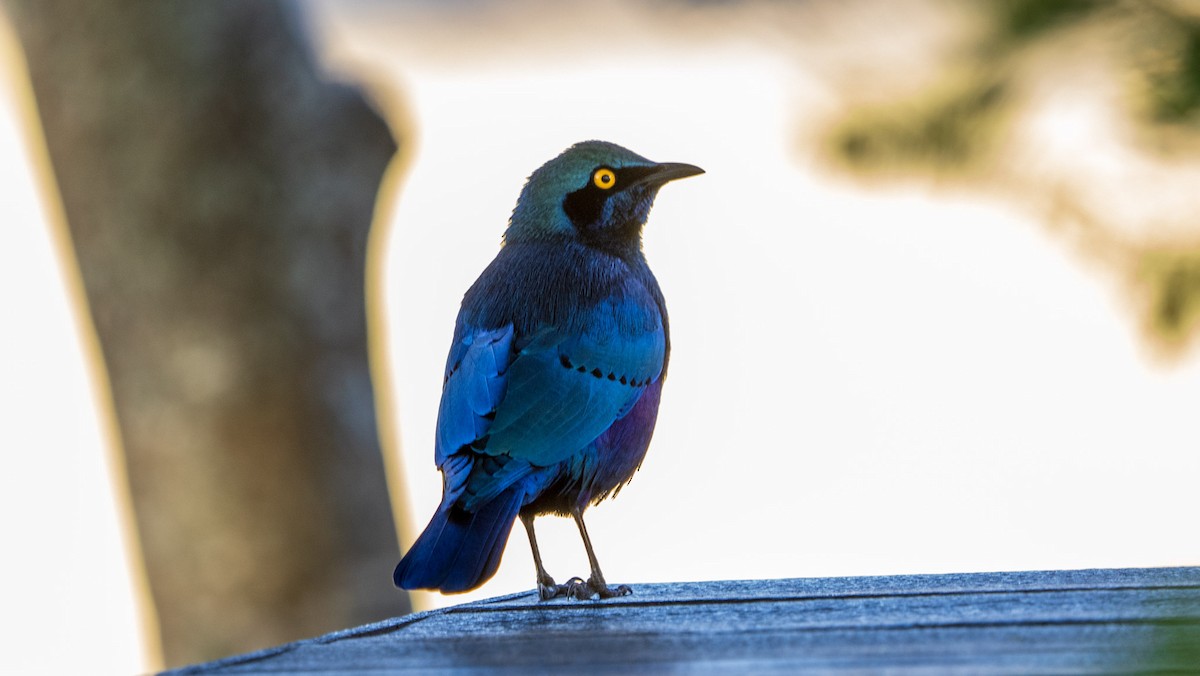 Greater Blue-eared Starling - ML621060081