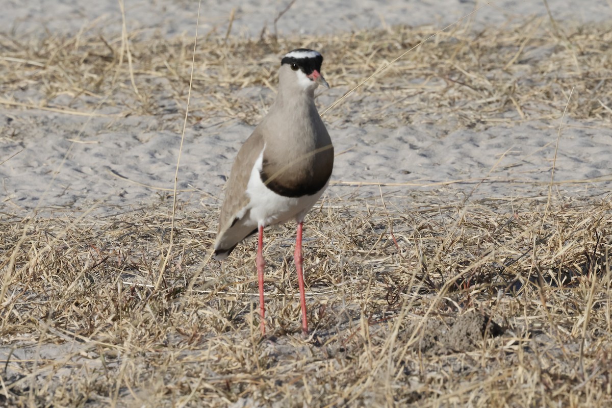Crowned Lapwing - ML621060087