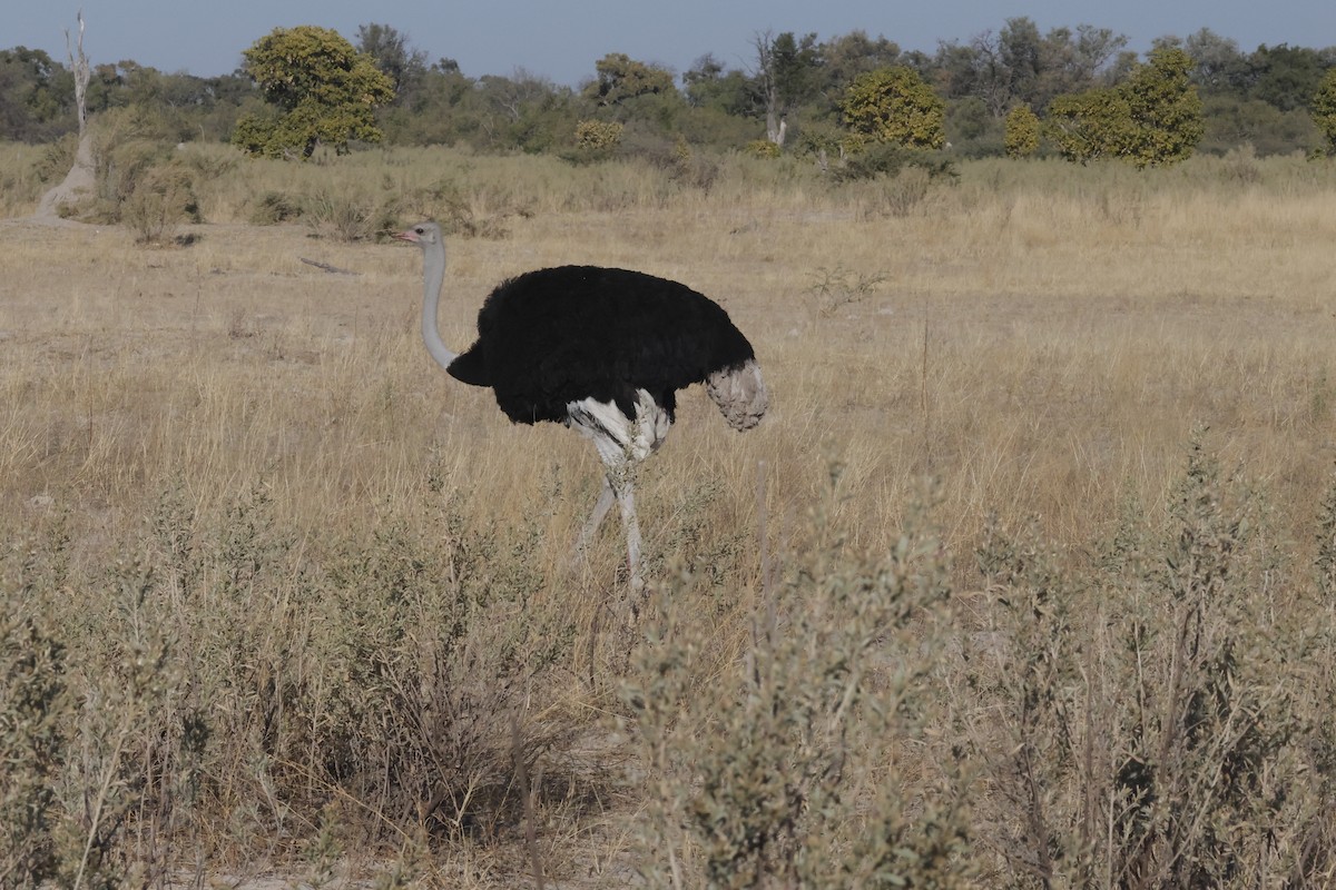 Common Ostrich - ML621060095