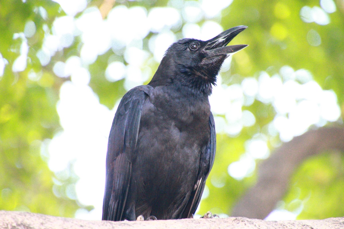 Large-billed Crow - Lukas Sobotta